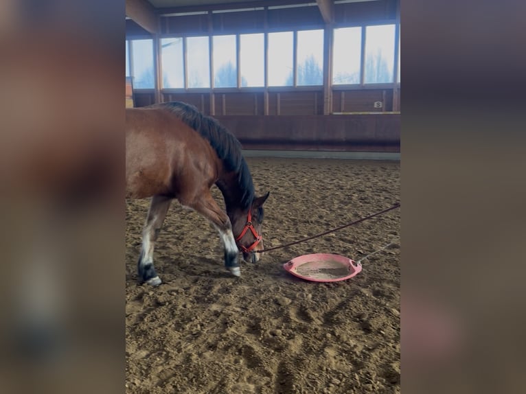 Freiberger Stute 4 Jahre 156 cm Brauner in Achstetten