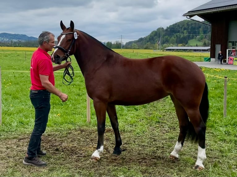 Freiberger Stute 4 Jahre 156 cm Brauner in Les Gevenez JU