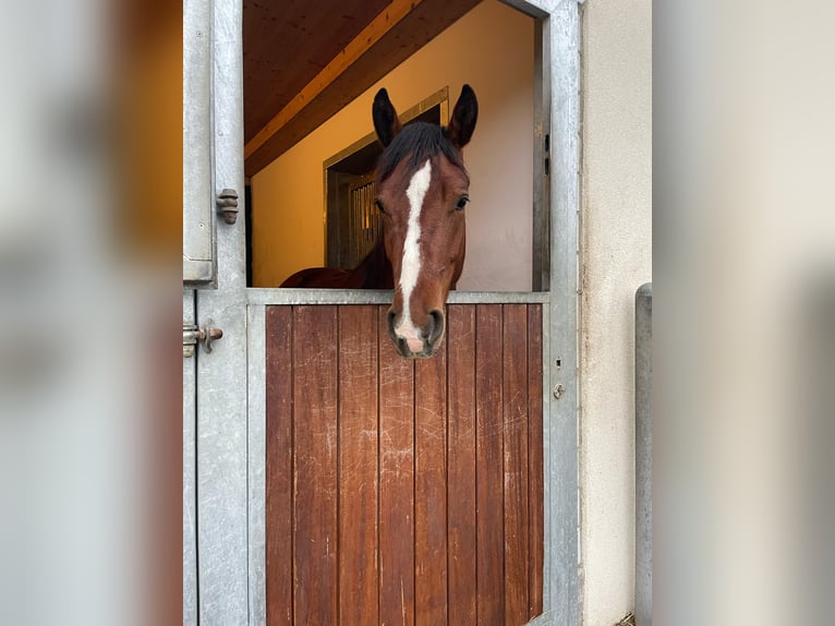 Freiberger Stute 4 Jahre 156 cm Brauner in Les Gevenez JU
