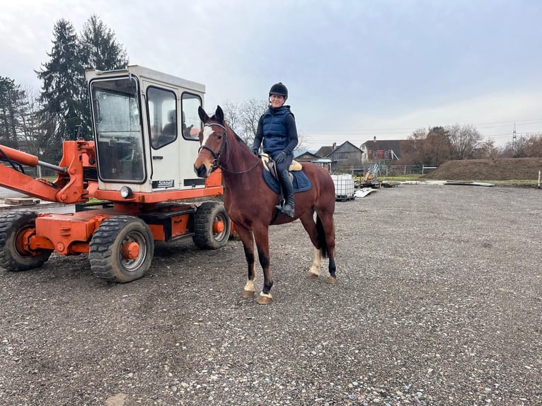 Freiberger Stute 4 Jahre 156 cm Brauner in Rümmingen