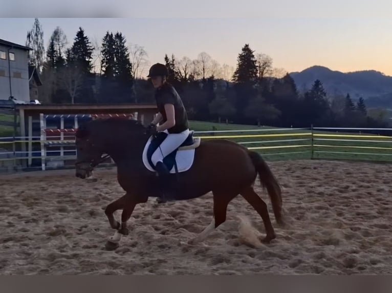 Freiberger Stute 4 Jahre 157 cm Brauner in Oberhelfenschwil