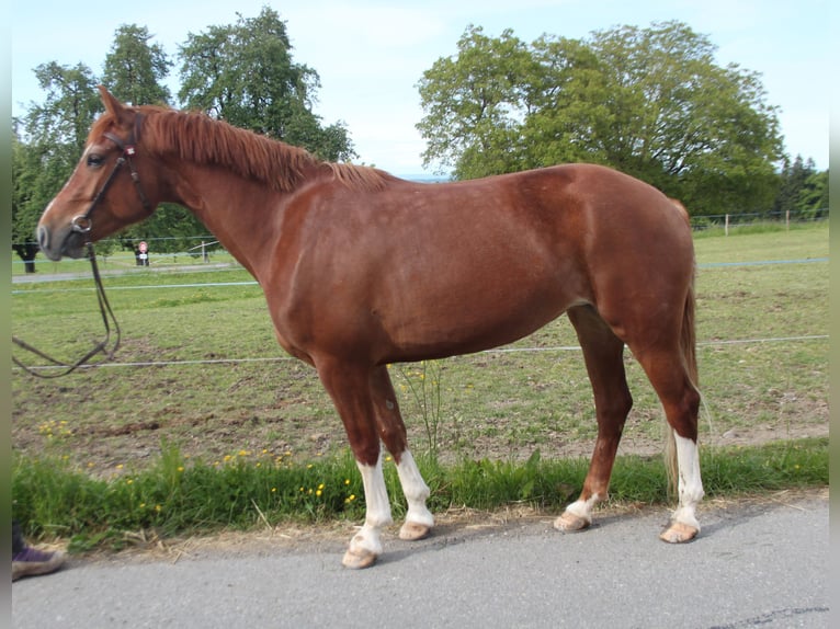 Freiberger Stute 4 Jahre 157 cm Fuchs in Schönholzerswilen