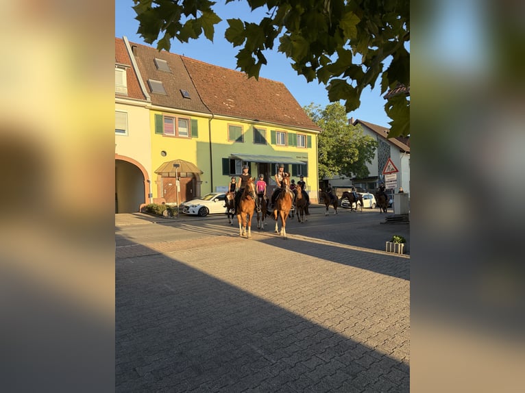 Freiberger Stute 4 Jahre 158 cm Brauner in Rümmingen