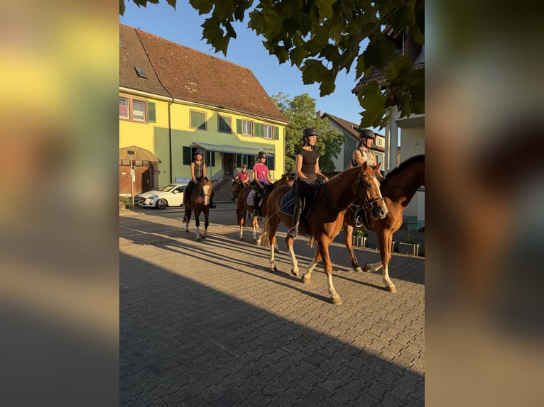 Freiberger Stute 4 Jahre 158 cm Brauner in Rümmingen