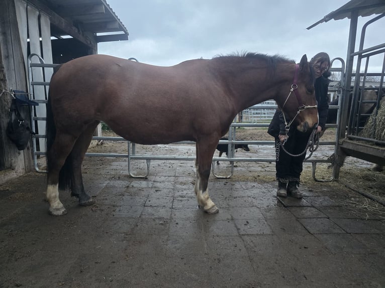 Freiberger Stute 5 Jahre 150 cm Brauner in Gro&#xDF;-Umstadt