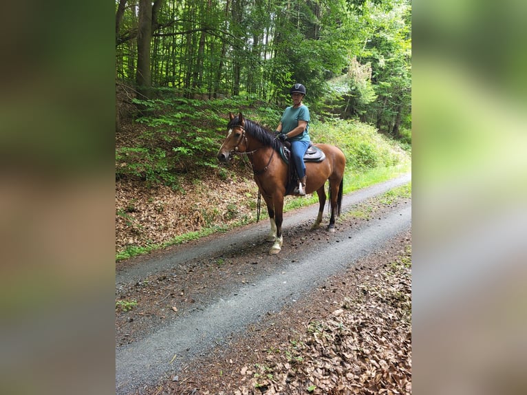 Freiberger Stute 5 Jahre 150 cm Brauner in Gro&#xDF;-Umstadt