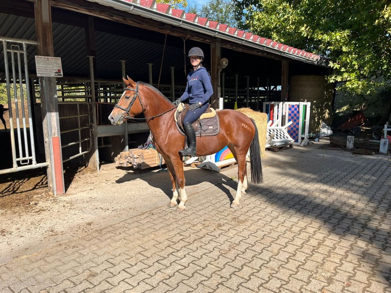 Freiberger Stute 5 Jahre 153 cm Brauner in Rümmingen