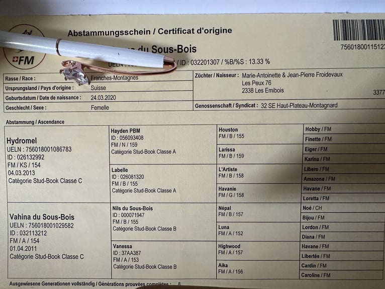 Freiberger Stute 5 Jahre 154 cm Schimmel in Leopoldshagen