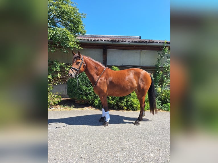 Freiberger Stute 5 Jahre 155 cm Brauner in Laupheim