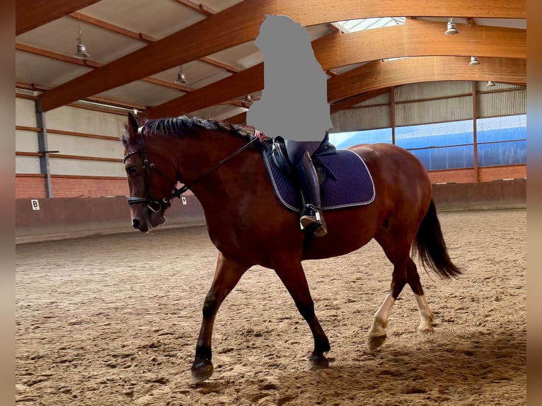 Freiberger Stute 5 Jahre 159 cm Brauner in Colnrade