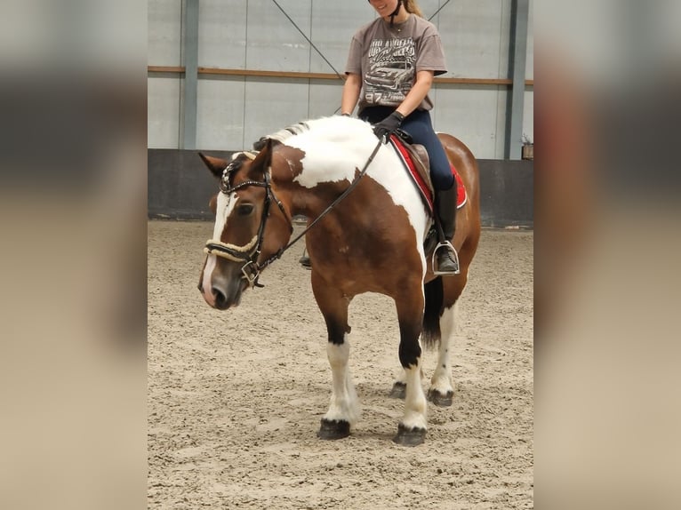 Freiberger Mix Stute 6 Jahre 155 cm Schecke in Kaldenkirchen