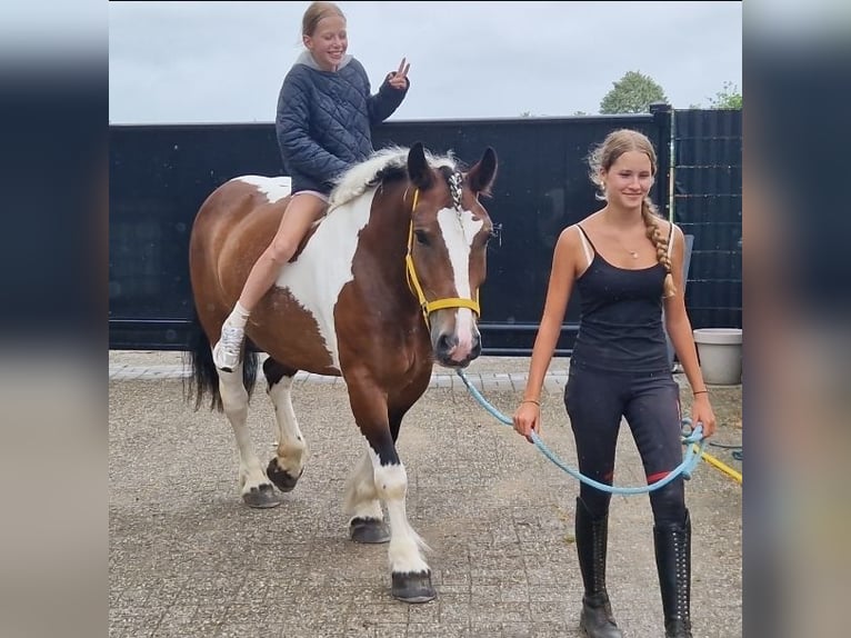 Freiberger Mix Stute 6 Jahre 155 cm Schecke in Kaldenkirchen