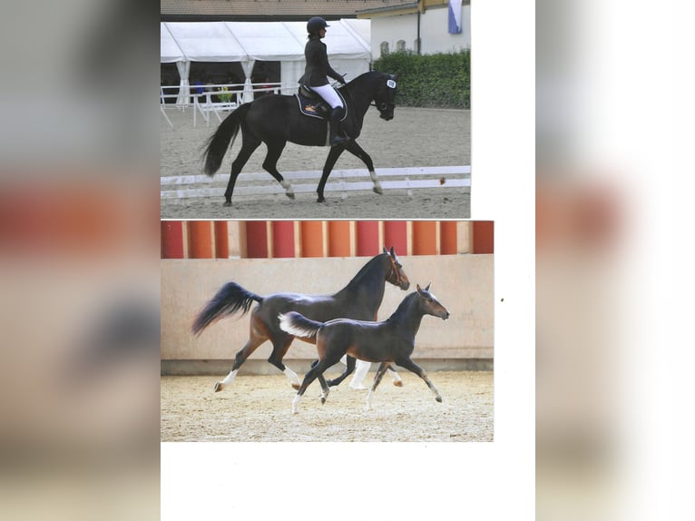 Freiberger Stute 6 Jahre 155 cm Schwarzbrauner in Beinwil - Freiamt