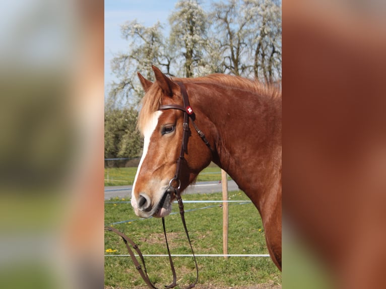 Freiberger Stute 6 Jahre 159 cm Fuchs in Schönholzerswilen