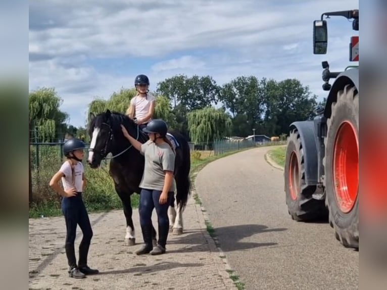 Freiberger Mix Stute 6 Jahre 161 cm Rappe in KALDENKIRCHEN