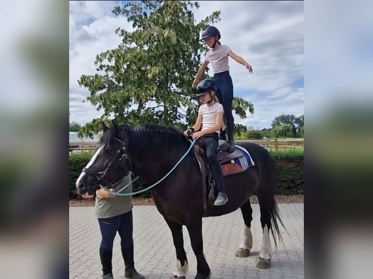 Freiberger Mix Stute 6 Jahre 161 cm Rappe in KALDENKIRCHEN