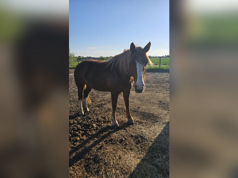 Freiberger Stute 7 Jahre 155 cm Fuchs in Braunschweig