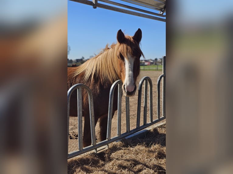 Freiberger Stute 7 Jahre 155 cm Fuchs in Braunschweig