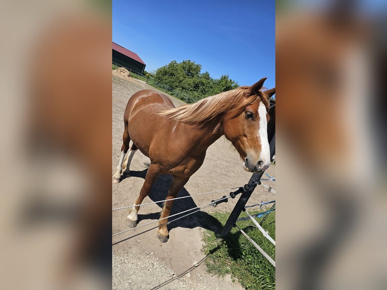 Freiberger Stute 7 Jahre 155 cm Fuchs in Braunschweig