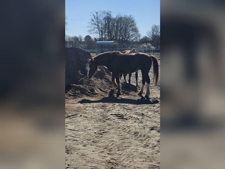 Freiberger Stute 7 Jahre 155 cm Fuchs in Braunschweig