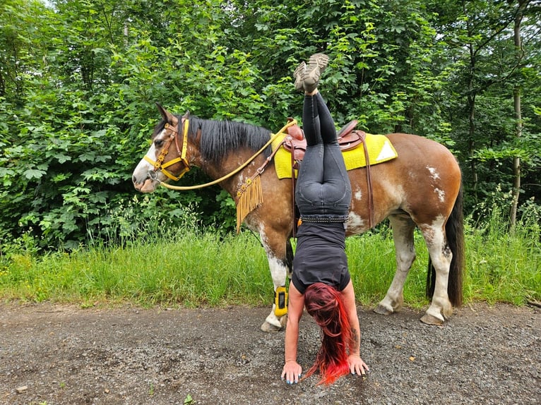 Freiberger Mix Stute 7 Jahre 155 cm Schecke in Linkenbach