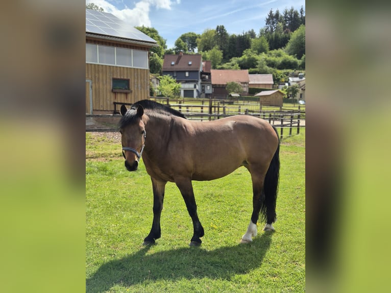 Freiberger Stute 7 Jahre 156 cm Brauner in Neuenstein