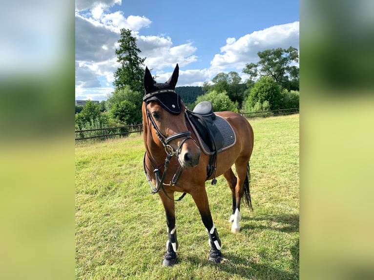 Freiberger Stute 7 Jahre 156 cm Brauner in Neuenstein