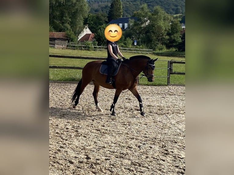 Freiberger Stute 7 Jahre 156 cm Brauner in Neuenstein