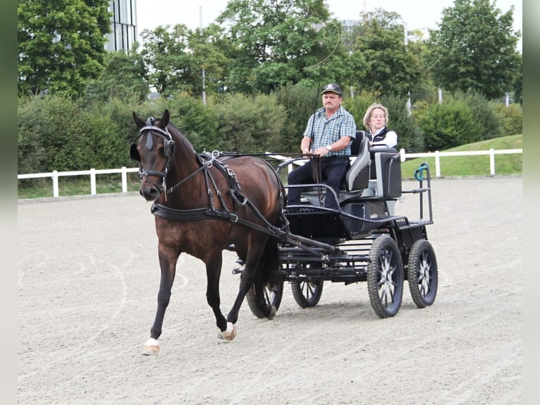 Freiberger Stute 7 Jahre 157 cm Dunkelbrauner in Giffers