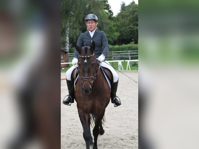 Freiberger Stute 7 Jahre 157 cm Dunkelbrauner in Giffers