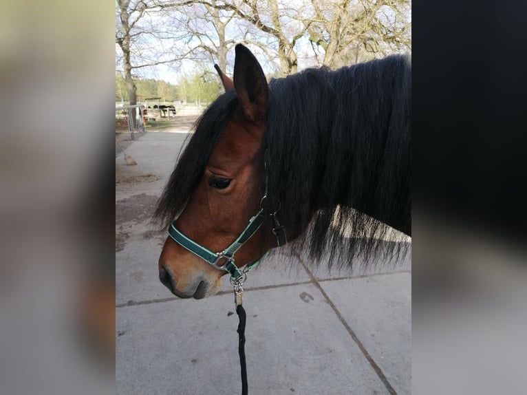 Freiberger Stute 7 Jahre 158 cm Brauner in Quitzdorf am See