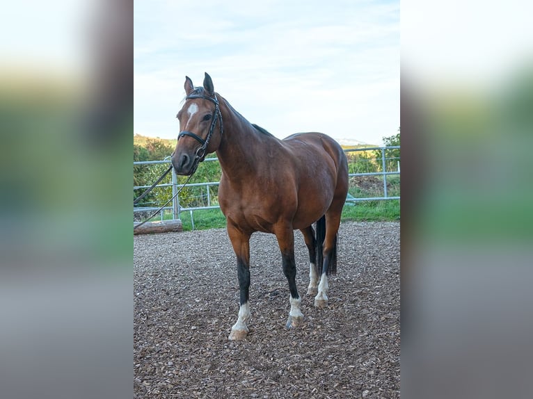 Freiberger Stute 7 Jahre 158 cm Brauner in NiedermuhlernNiedermuhlern