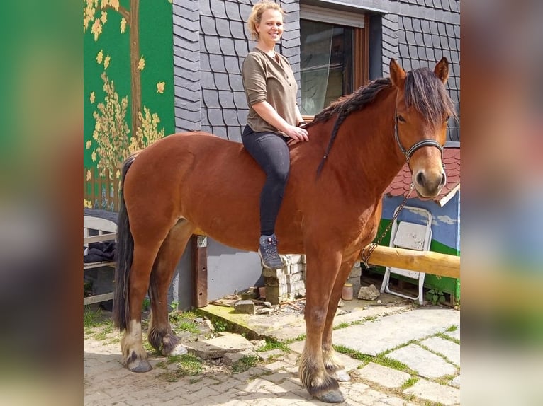 Freiberger Stute 7 Jahre 160 cm Brauner in Bausendorf