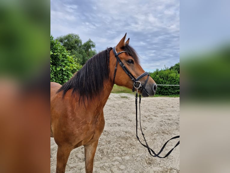 Freiberger Stute 7 Jahre 160 cm Brauner in Bausendorf
