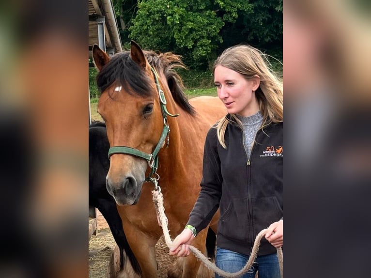Freiberger Stute 7 Jahre 160 cm Brauner in Bausendorf