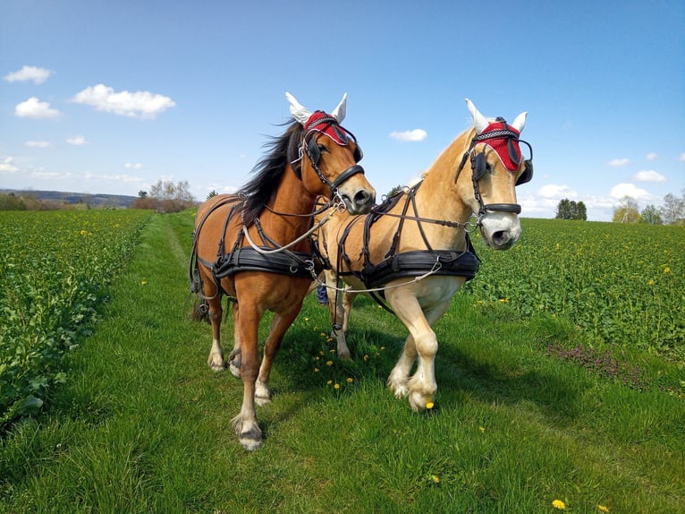 Freiberger Stute 7 Jahre 160 cm Brauner in Bausendorf