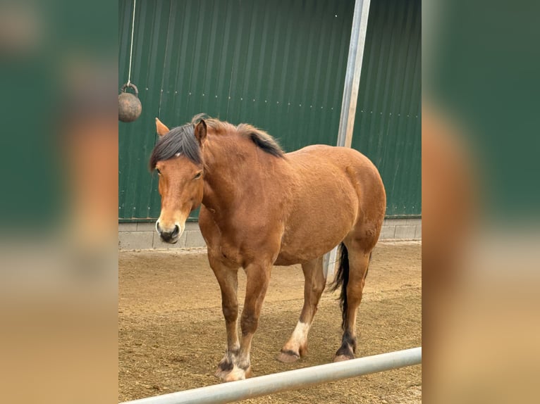 Freiberger Stute 7 Jahre 160 cm Brauner in Bausendorf