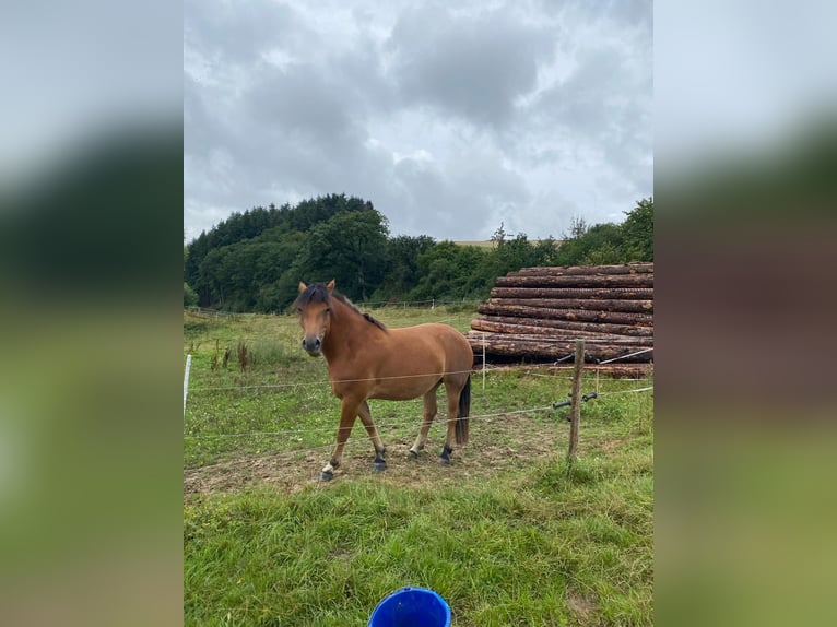 Freiberger Stute 7 Jahre 160 cm Brauner in Bausendorf