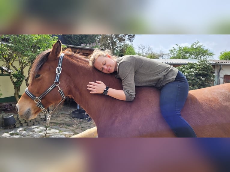 Freiberger Stute 7 Jahre 160 cm Brauner in Bausendorf