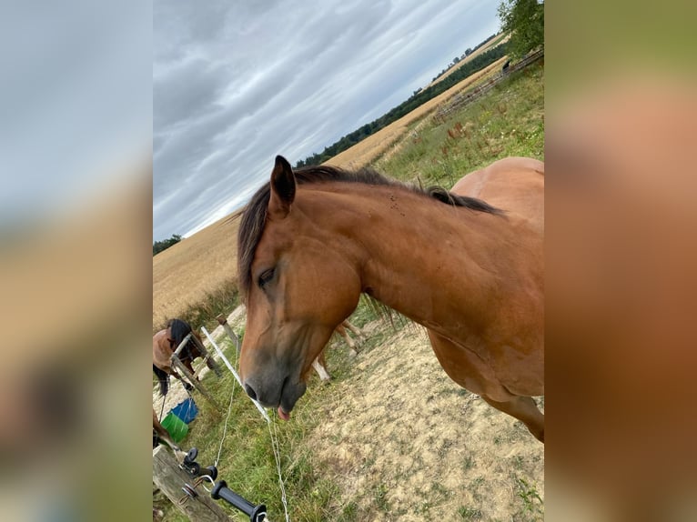 Freiberger Stute 7 Jahre 160 cm Brauner in Bausendorf