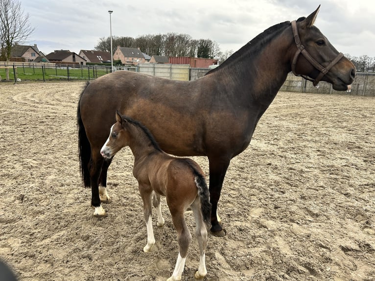 Freiberger Stute 7 Jahre 160 cm Dunkelbrauner in Malle