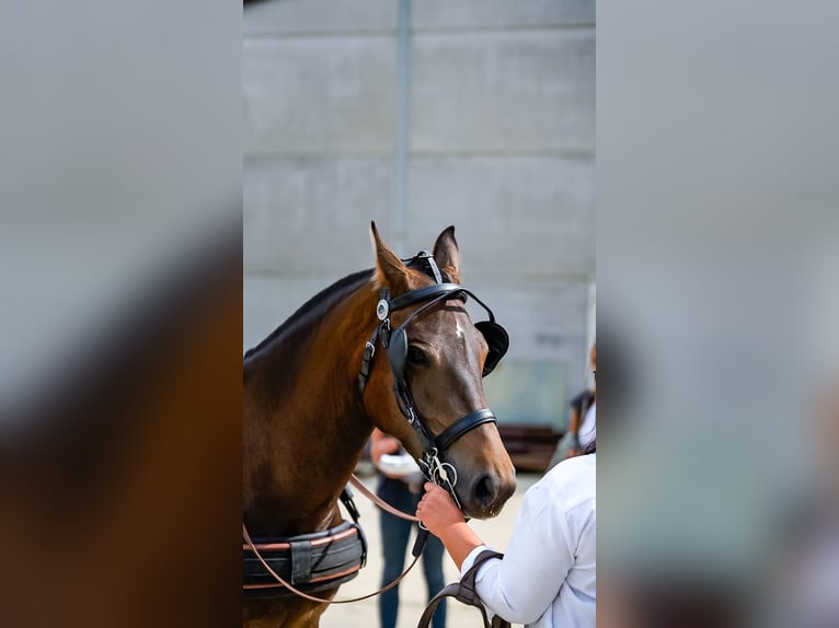 Freiberger Stute 7 Jahre 160 cm Dunkelbrauner in Malle