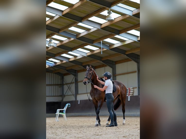 Freiberger Stute 7 Jahre 160 cm Dunkelbrauner in Malle