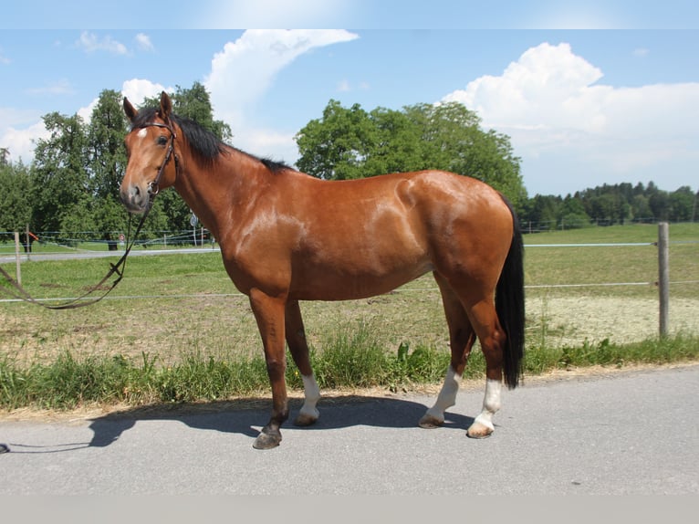 Freiberger Stute 7 Jahre 162 cm Brauner in Schönholzerswilen