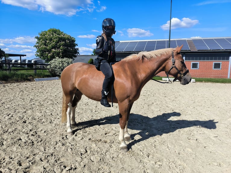 Freiberger Stute 7 Jahre 164 cm Fuchs in Hennef