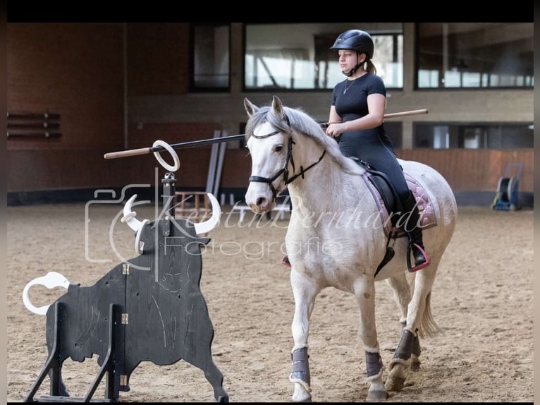 Freiberger Mix Stute 8 Jahre 151 cm Schimmel in Bochum