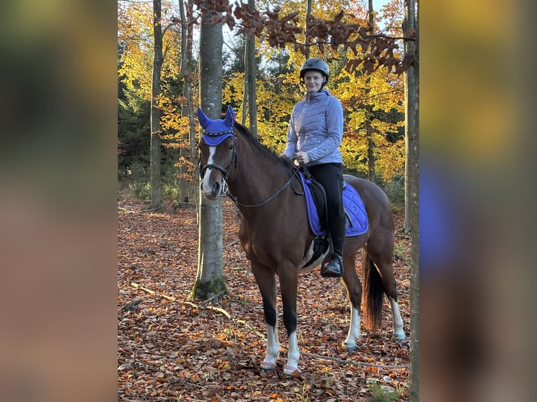 Freiberger Stute 8 Jahre 154 cm in Ergolding