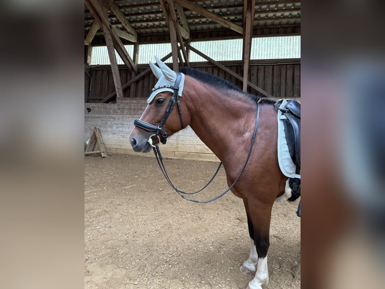 Freiberger Stute 8 Jahre 154 cm in Ergolding
