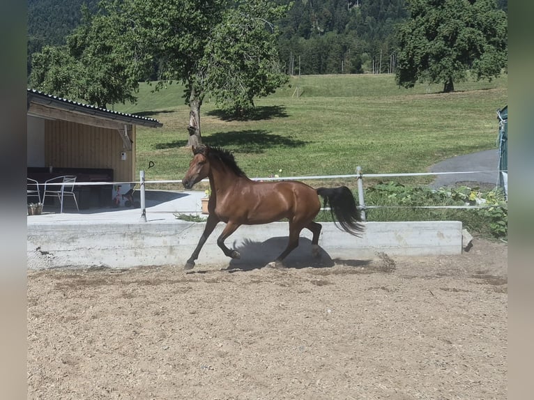 Freiberger Stute 8 Jahre 155 cm Brauner in Kägiswil