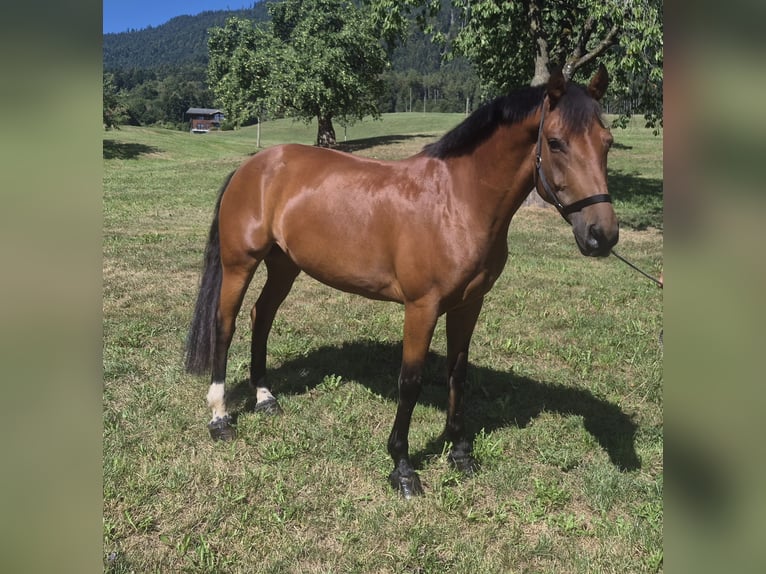 Freiberger Stute 8 Jahre 155 cm Brauner in Kägiswil